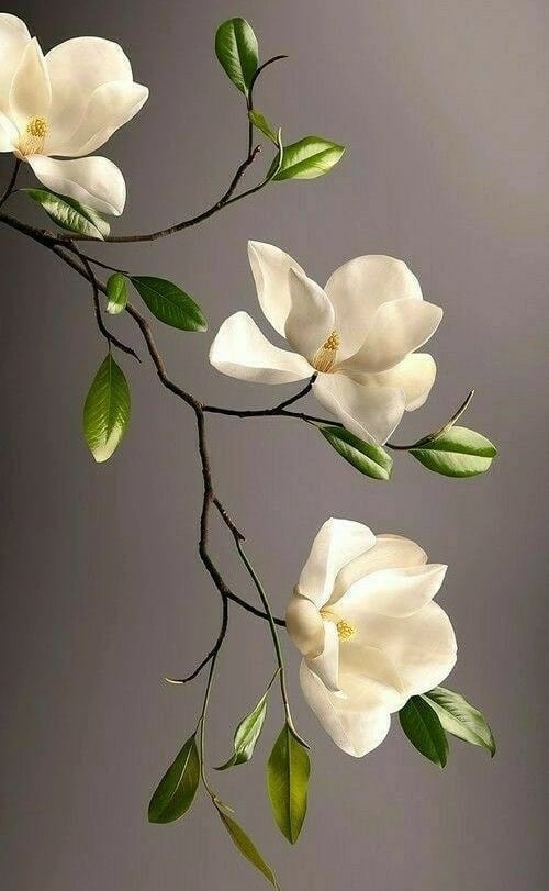 White magnolia flowers on curved branches — botanical accent
